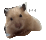 796338668