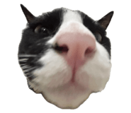 796348194