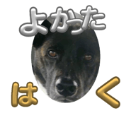796396104