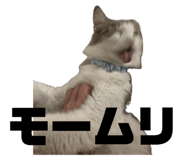 796427555