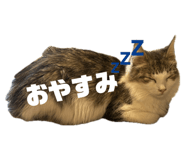 796427557