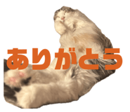796427560