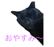 796515404