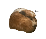 796527970