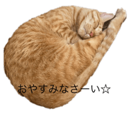 796541955