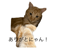 796541957