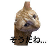 796541958
