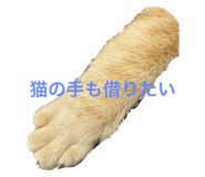 796541960