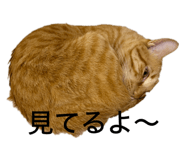 796541967