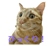 796541968