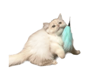 796550470