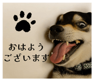 796561141