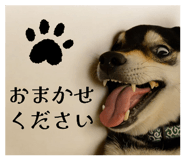 796561142