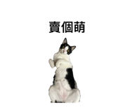 796585937