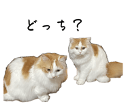 796664042