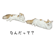 796664044