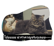 796777551
