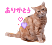796790065