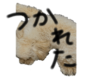 796830740