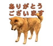 796988747