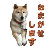 796988750