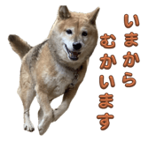 796988752