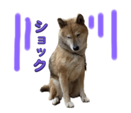 796988754