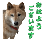 796988755