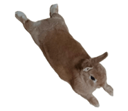 797033069