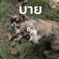 797053162