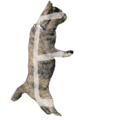 797053170
