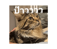 797058412