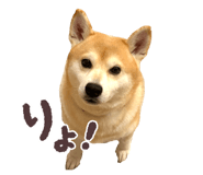 797103377