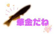797107232