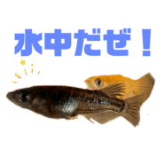 797107236