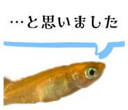 797107240