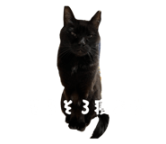 797166526
