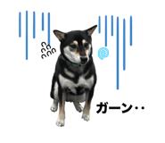 797238375