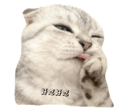 797293005
