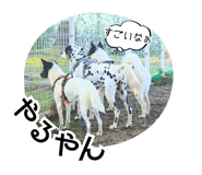 797305499