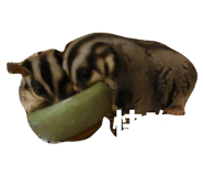 797395525