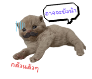 797399997