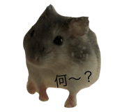 797499957