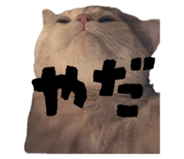797506523