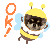 797520953