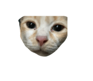 797597232