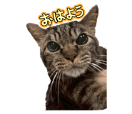 797680340