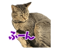 797706126