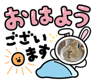 797716337