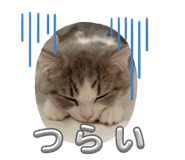 797725511